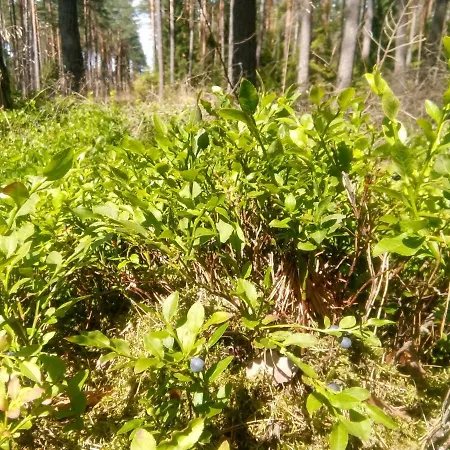 Ogrodowy Appartement Rydzewo (Gizycko)